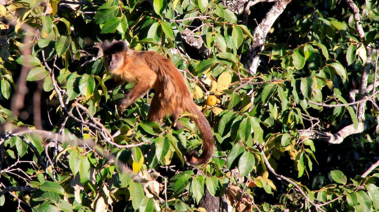 Mariri Jungle Lodge Alto Paraíso de Goiás 外观 照片